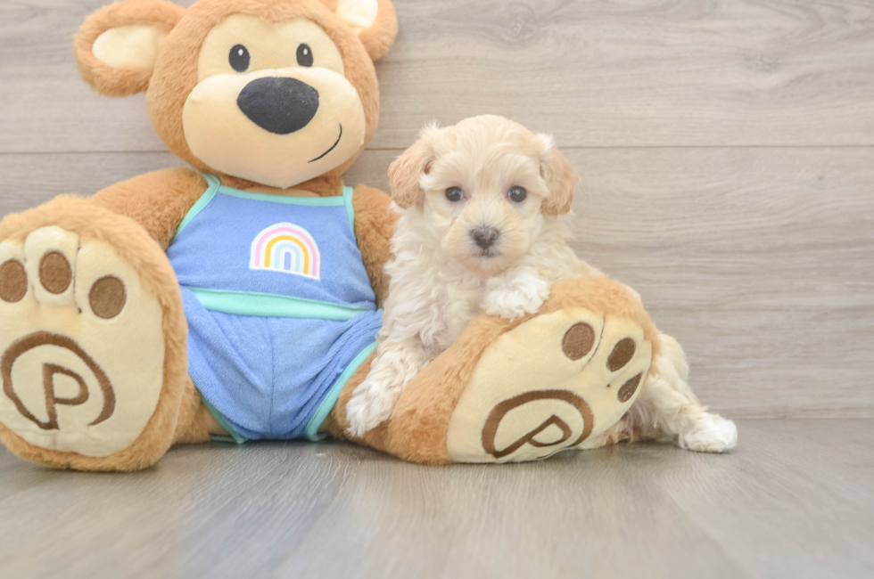 6 week old Maltipoo Puppy For Sale - Seaside Pups