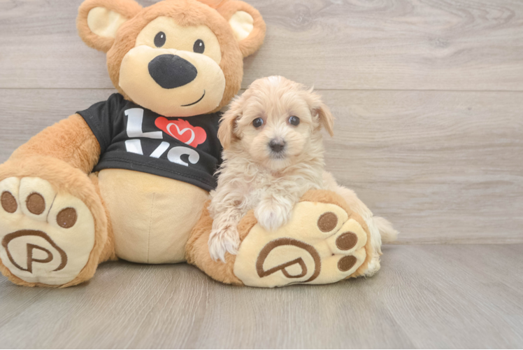 Popular Maltipoo Poodle Mix Pup