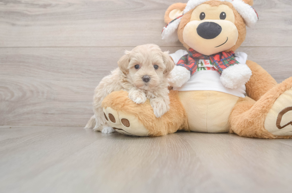 5 week old Maltipoo Puppy For Sale - Seaside Pups