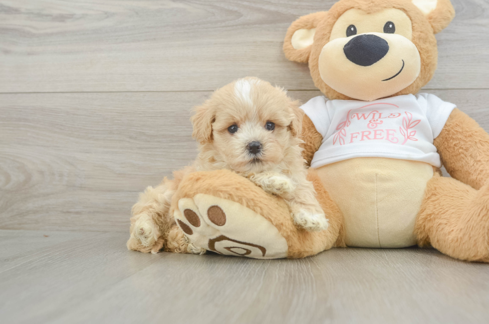 6 week old Maltipoo Puppy For Sale - Seaside Pups