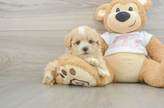 Best Maltipoo Baby