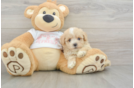 Small Maltipoo Baby
