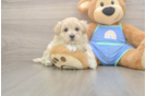 Smart Maltipoo Poodle Mix Pup