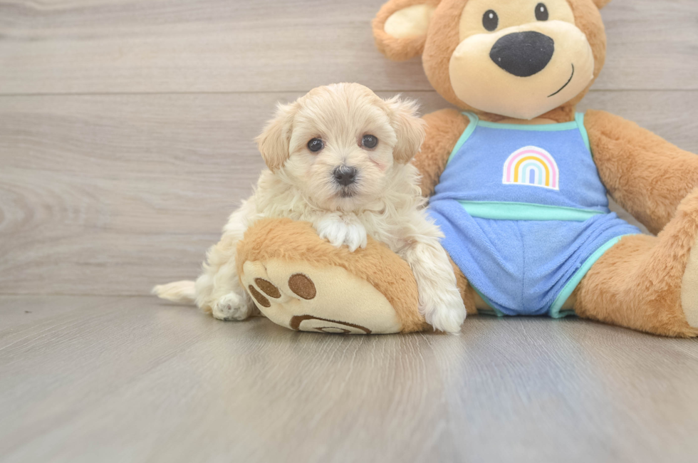 5 week old Maltipoo Puppy For Sale - Seaside Pups