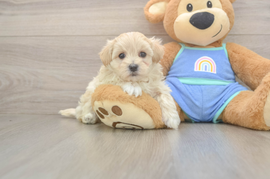 Smart Maltipoo Poodle Mix Pup