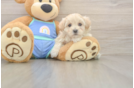 Maltipoo Puppy for Adoption
