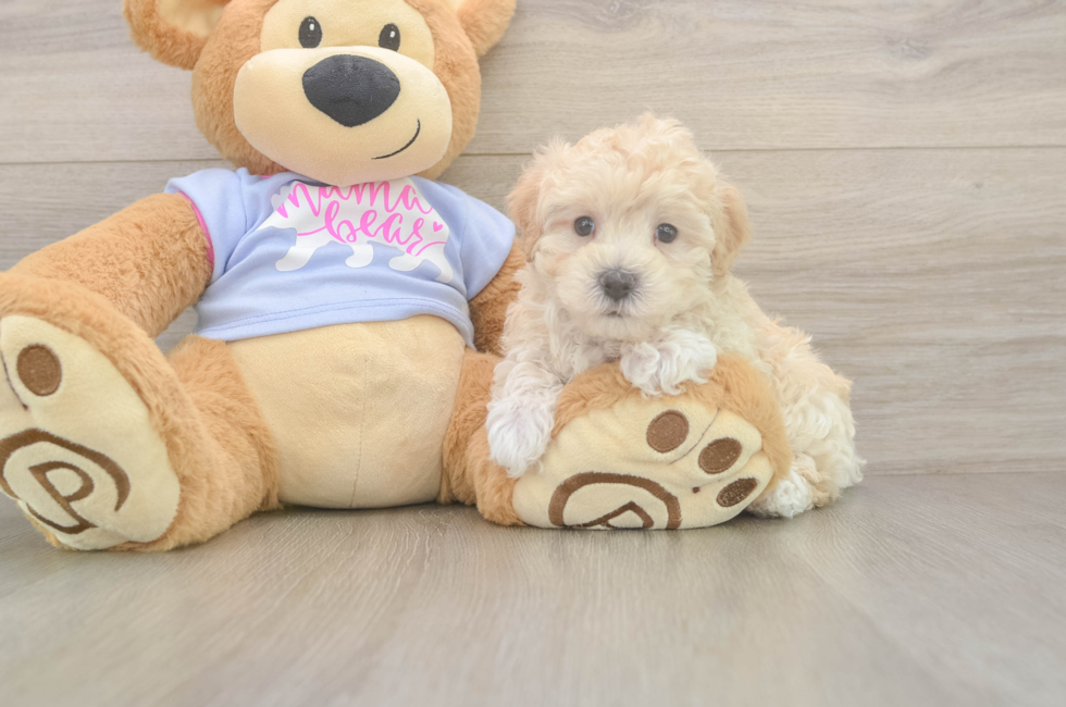 5 week old Maltipoo Puppy For Sale - Seaside Pups