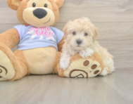 8 week old Maltipoo Puppy For Sale - Seaside Pups 8 week old Maltipoo Puppy For Sale - Seaside Pups