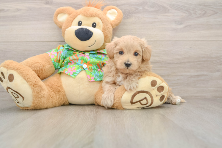 Adorable Maltepoo Poodle Mix Puppy