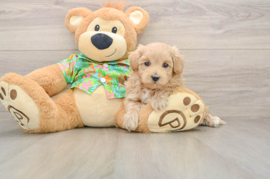 Adorable Maltepoo Poodle Mix Puppy
