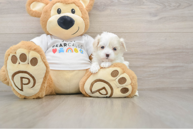 Best Maltipoo Baby