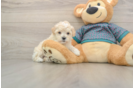 Maltipoo Pup Being Cute