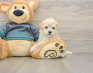 7 week old Maltipoo Puppy For Sale - Seaside Pups