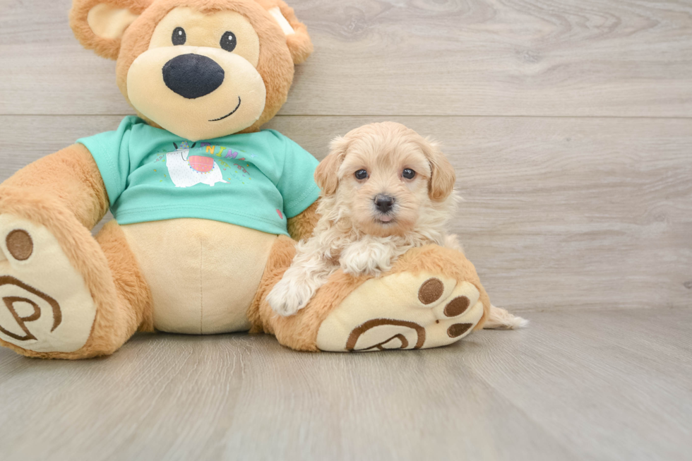 Best Maltipoo Baby