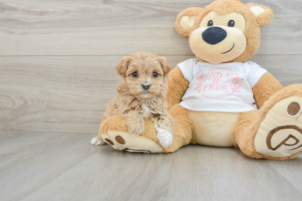 Fluffy Maltipoo Poodle Mix Pup