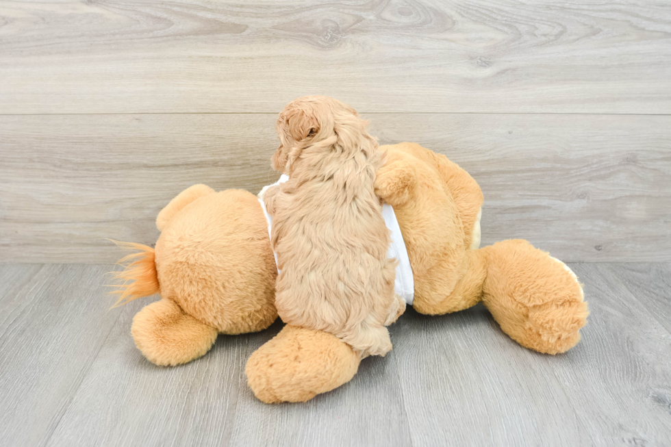 Maltipoo Pup Being Cute