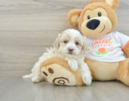 8 week old Maltipoo Puppy For Sale - Seaside Pups