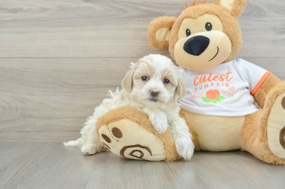 5 week old Maltipoo Puppy For Sale - Seaside Pups