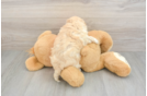 Smart Maltipoo Poodle Mix Pup