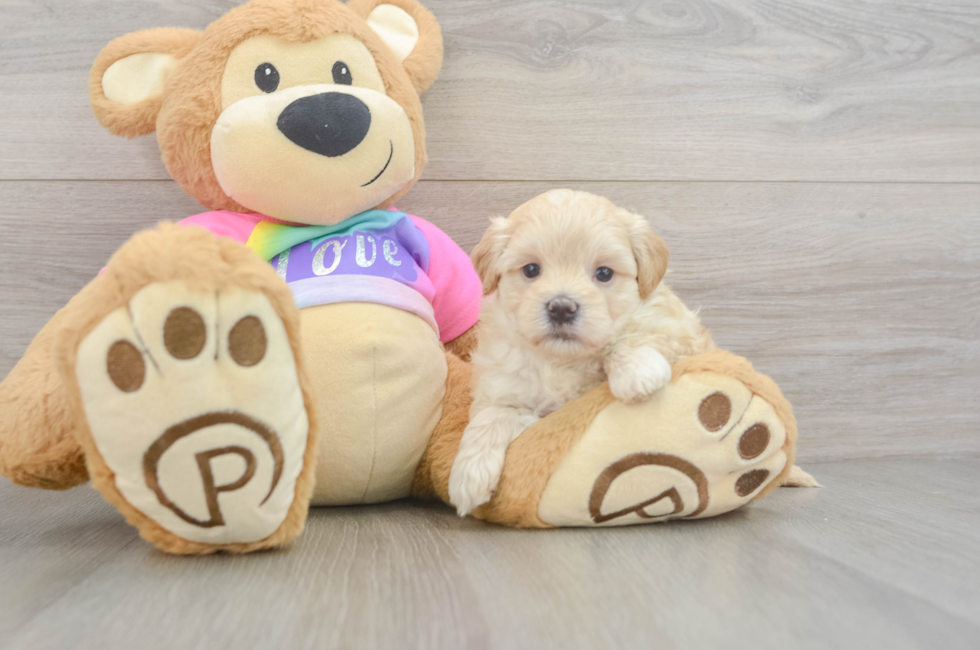 5 week old Maltipoo Puppy For Sale - Seaside Pups