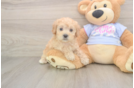 Adorable Multipoo Poodle Mix Puppy
