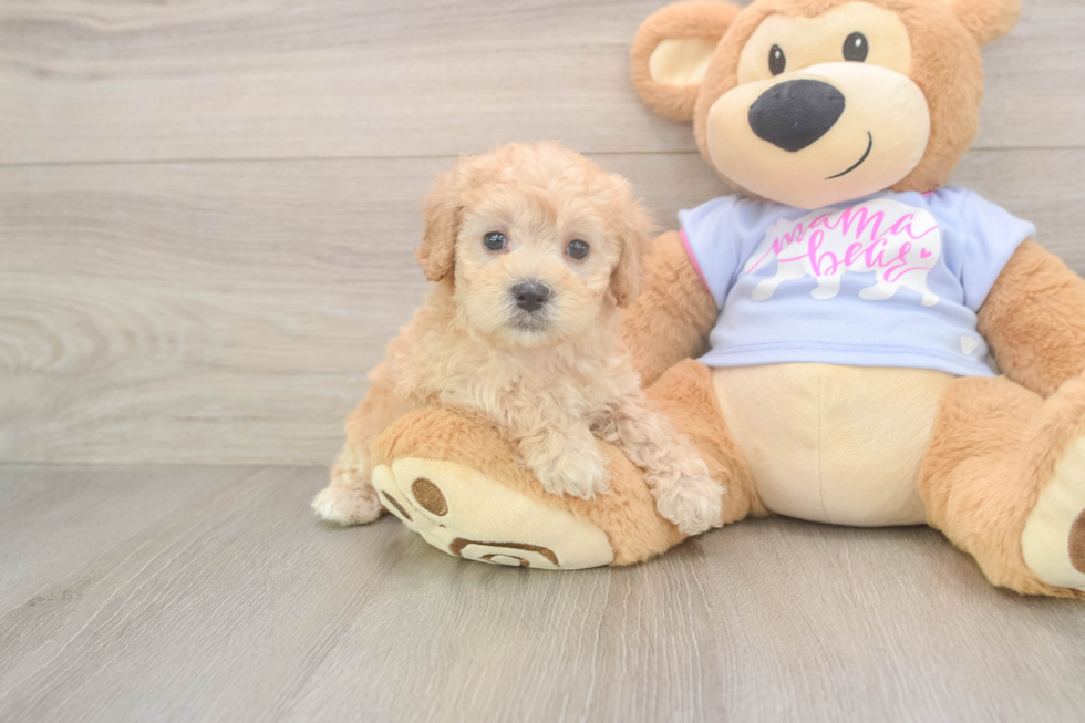 Adorable Multipoo Poodle Mix Puppy