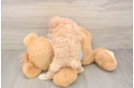 Maltipoo Puppy for Adoption