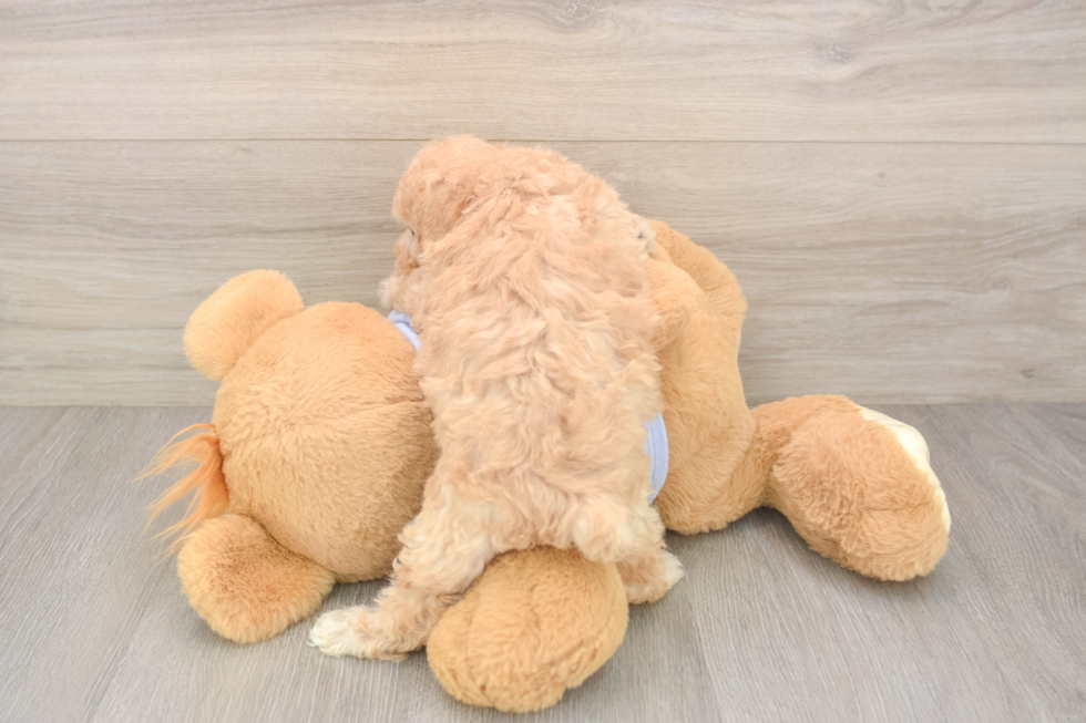 Maltipoo Puppy for Adoption