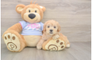 Maltipoo Puppy for Adoption