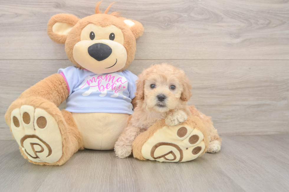 Maltipoo Puppy for Adoption