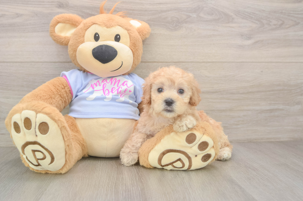 5 week old Maltipoo Puppy For Sale - Seaside Pups