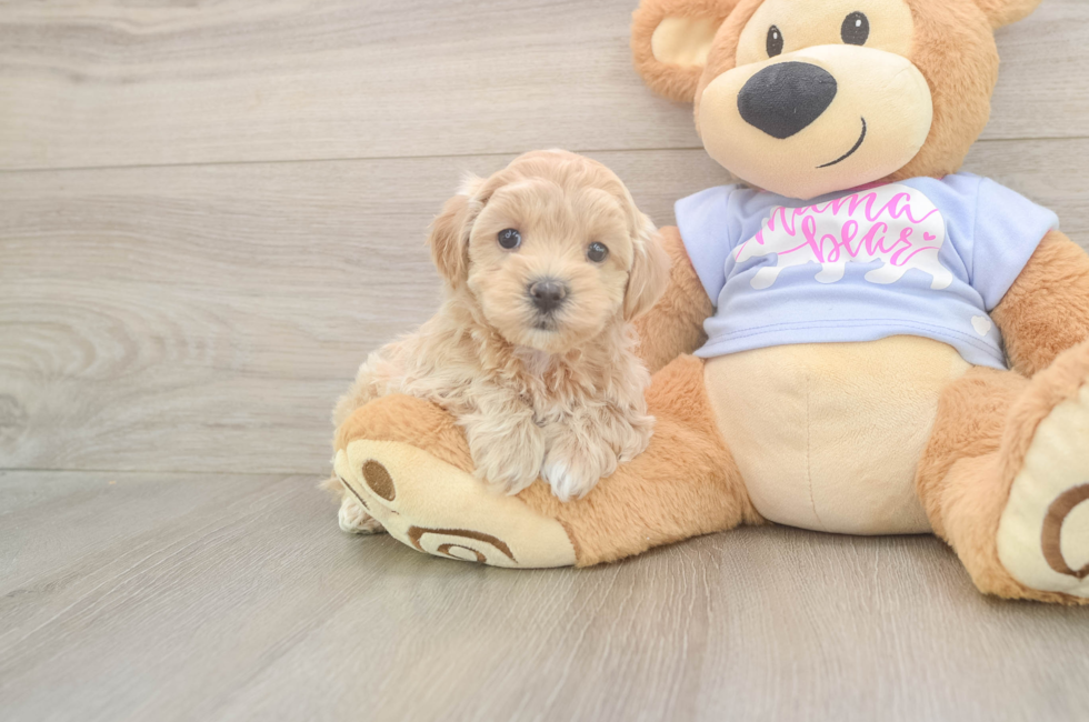 5 week old Maltipoo Puppy For Sale - Seaside Pups