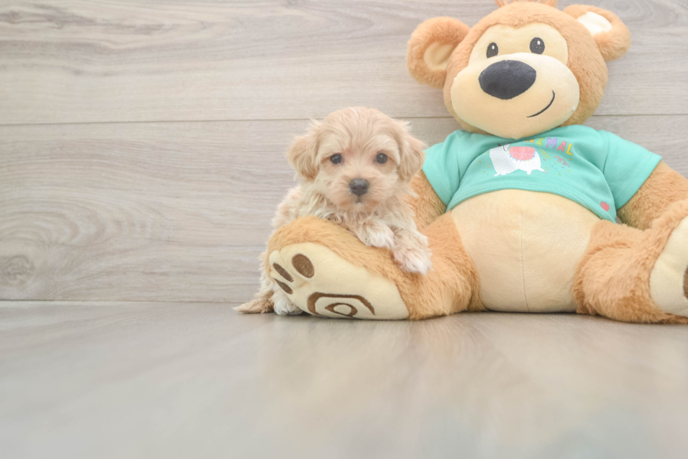 Energetic Moodle Poodle Mix Puppy