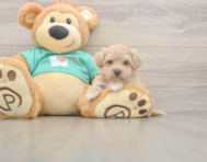 9 week old Maltipoo Puppy For Sale - Seaside Pups