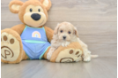 Little Multipoo Poodle Mix Puppy