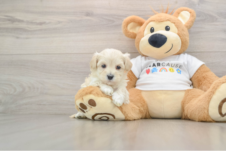 Popular Maltipoo Poodle Mix Pup