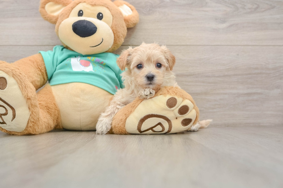 Funny Maltipoo Poodle Mix Pup