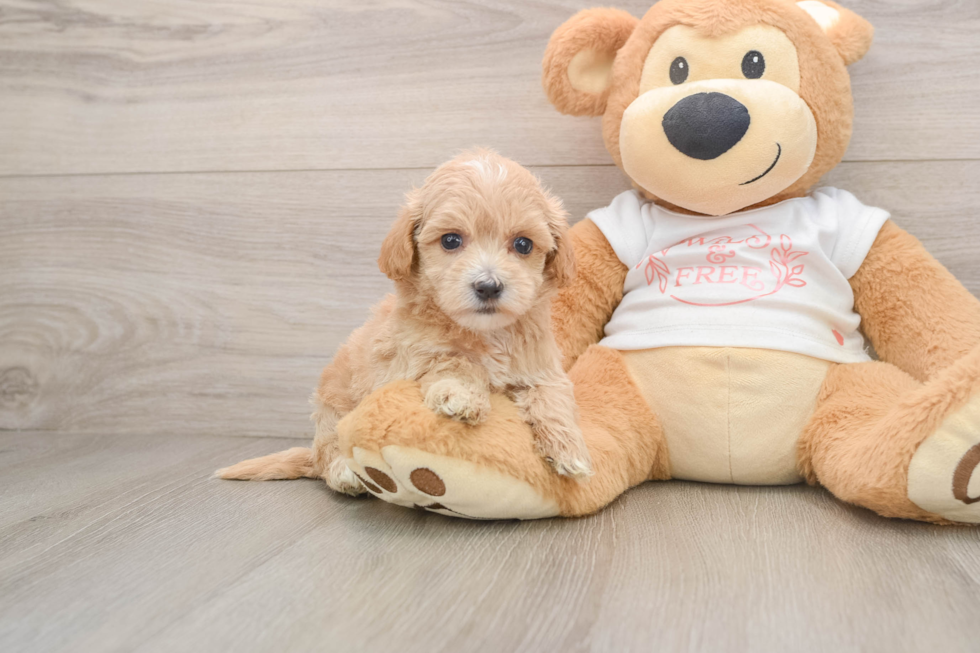 Small Maltipoo Baby