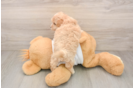 Playful Malt a Poo Poodle Mix Puppy