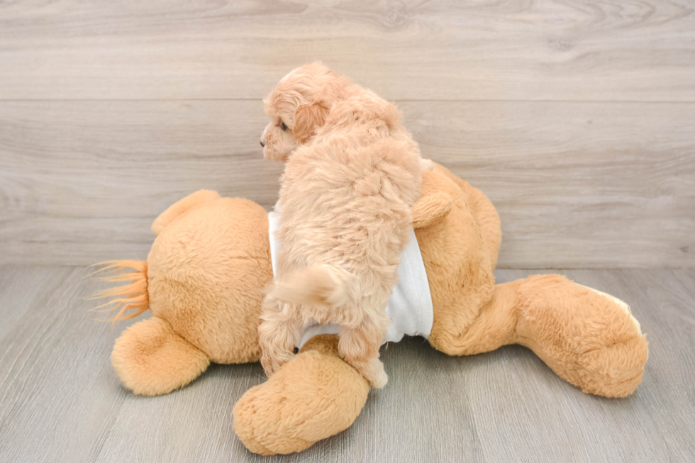Playful Malt a Poo Poodle Mix Puppy