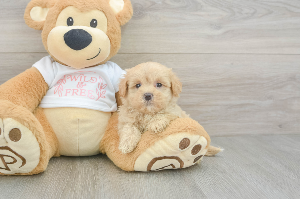 6 week old Maltipoo Puppy For Sale - Seaside Pups