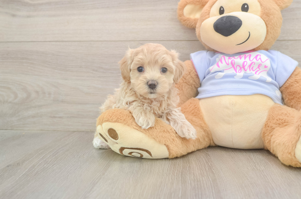 5 week old Maltipoo Puppy For Sale - Seaside Pups