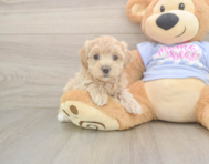 8 week old Maltipoo Puppy For Sale - Seaside Pups 8 week old Maltipoo Puppy For Sale - Seaside Pups