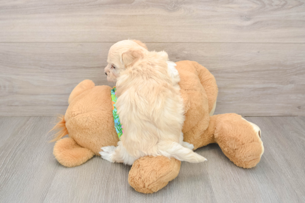 Maltipoo Pup Being Cute