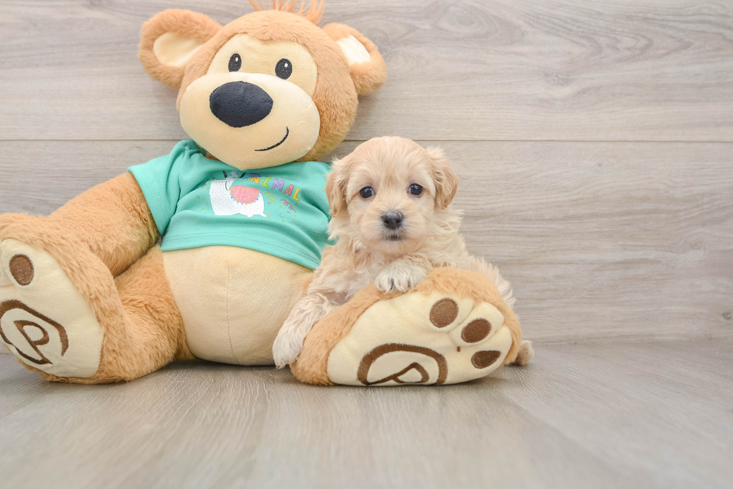 Maltipoo Puppy for Adoption