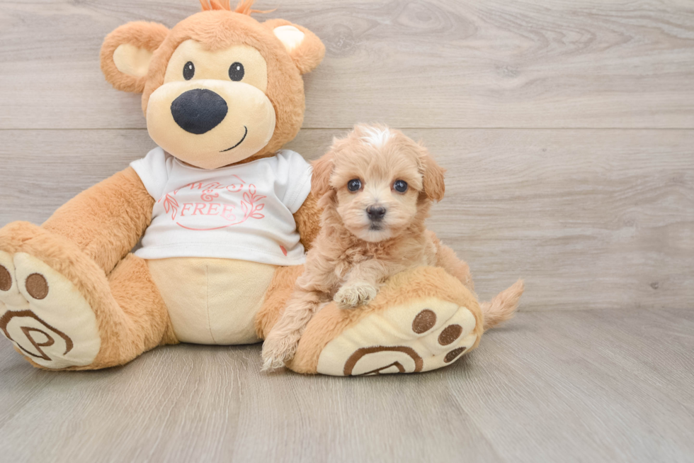 Cute Maltipoo Baby