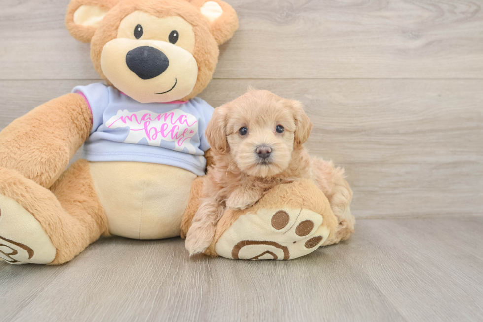 Maltipoo Puppy for Adoption
