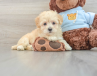 9 week old Maltipoo Puppy For Sale - Seaside Pups