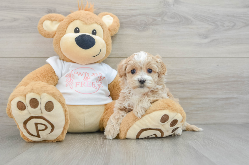 6 week old Maltipoo Puppy For Sale - Seaside Pups