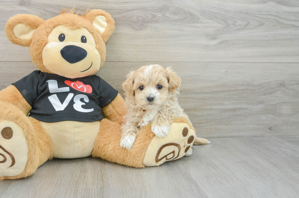 6 week old Maltipoo Puppy For Sale - Seaside Pups